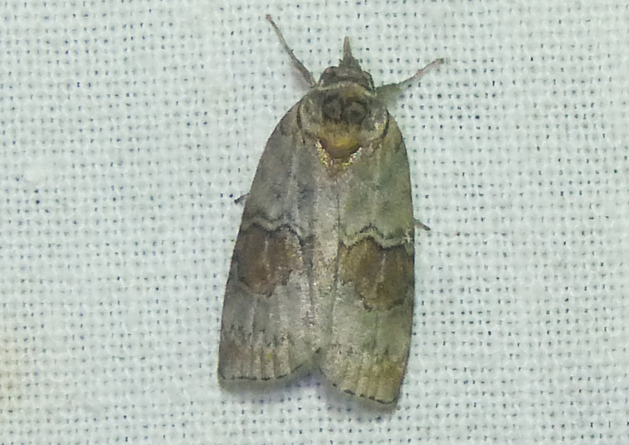 Nycteola asiatica - nyárfa-trapézbagoly