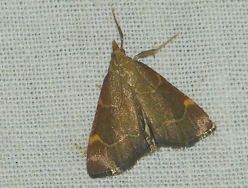 Hypsopygia rubidalis - vörös fényilonca