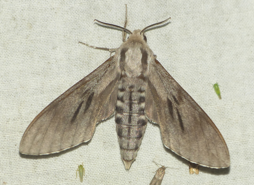 Hyloicus pinastri - fenyőszender