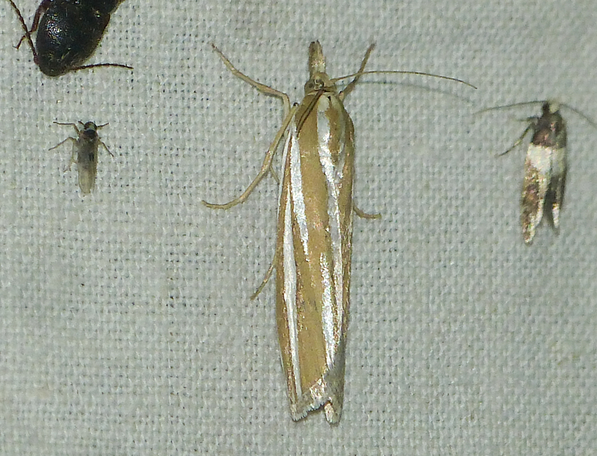 Eucarphia vinetella - pontusi karcsúmoly