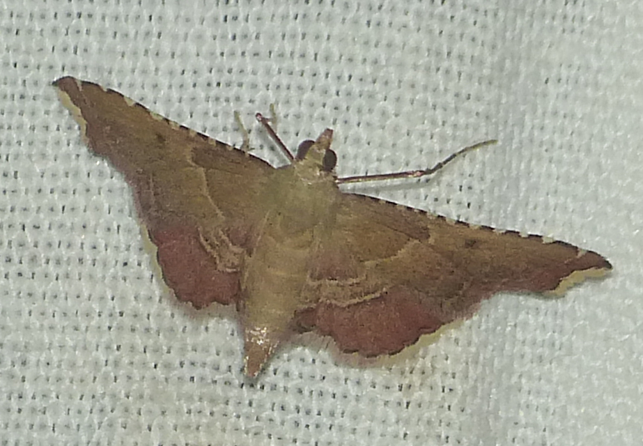Endotricha flammealis - tüzesszárnyú fényilonca
