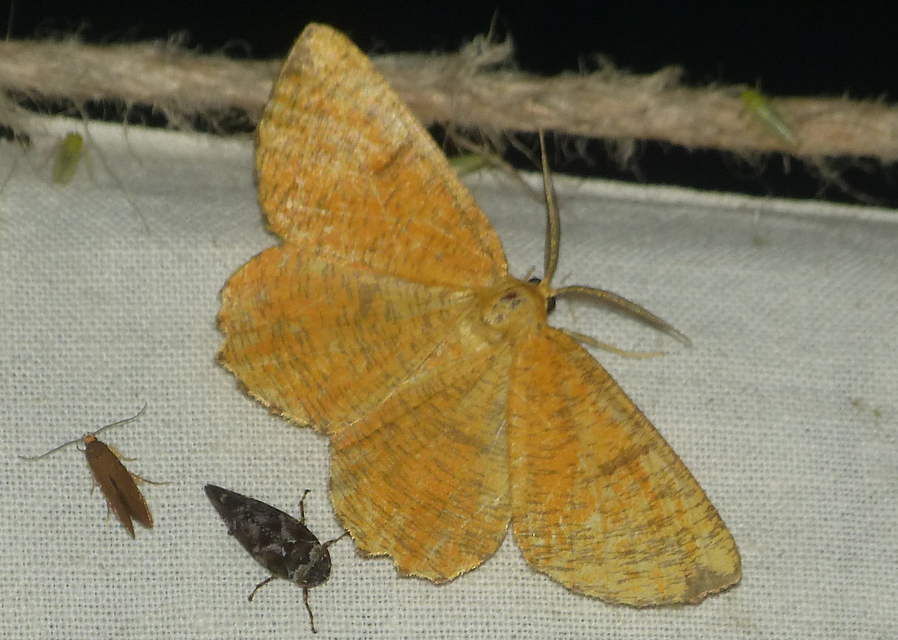 Angerona prunaria - sárga kökényaraszoló