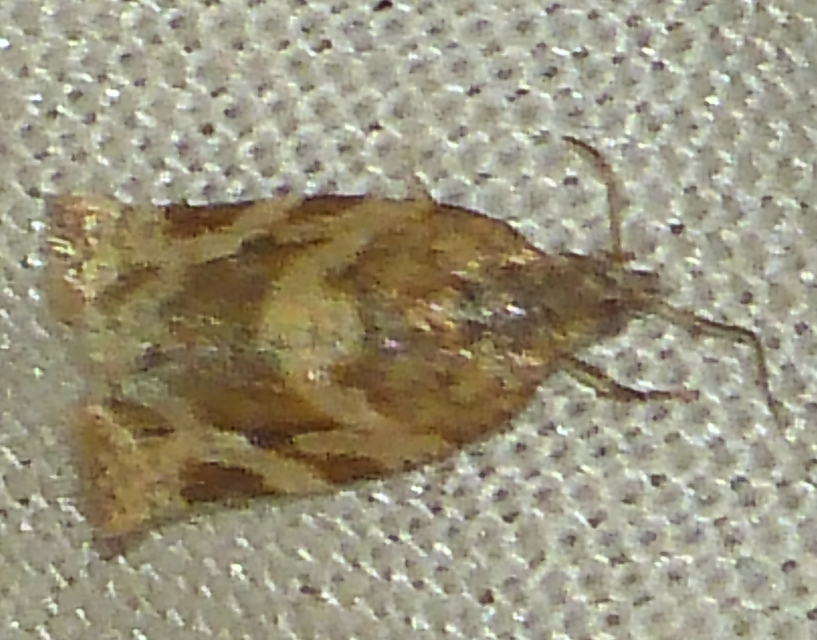 Argyrotaenia ljungiana - ékes sodrómoly