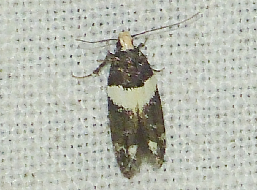 Recurvaria leucatella - nagy vörös-rügysodrómoly