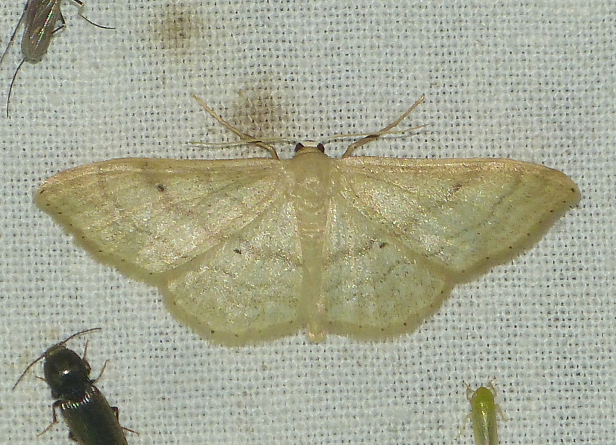 Idaea straminata - szalmasárga sávosaraszoló