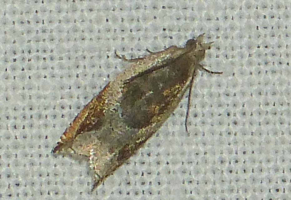 Ancylis unculana - szedersodró horgasmoly