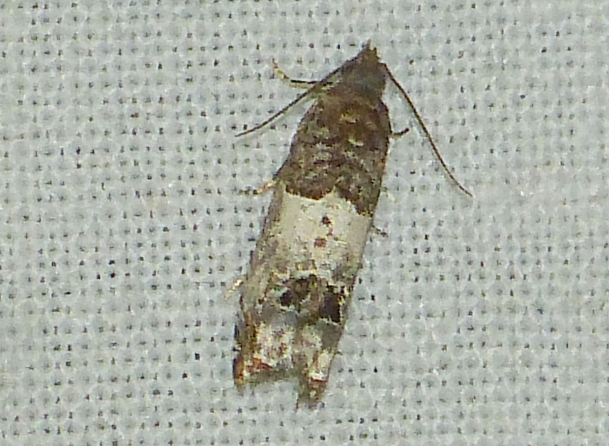 Notocelia