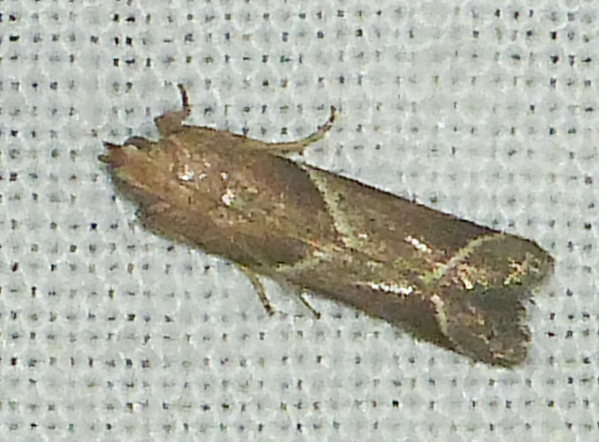 Nyctegretis lineana - agátszínű karcsúmoly