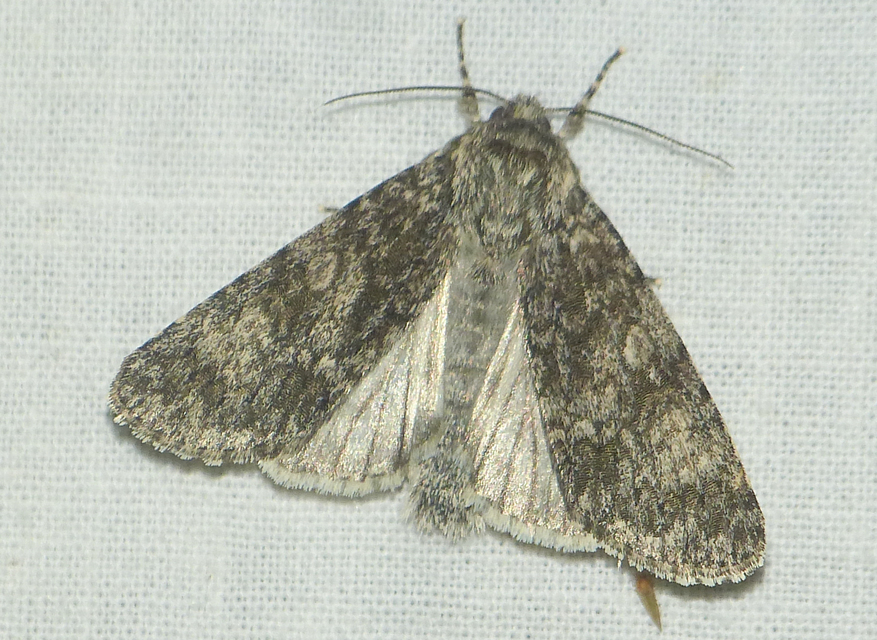 Acronicta megacephala - nagyfejű szigonyosbagoly