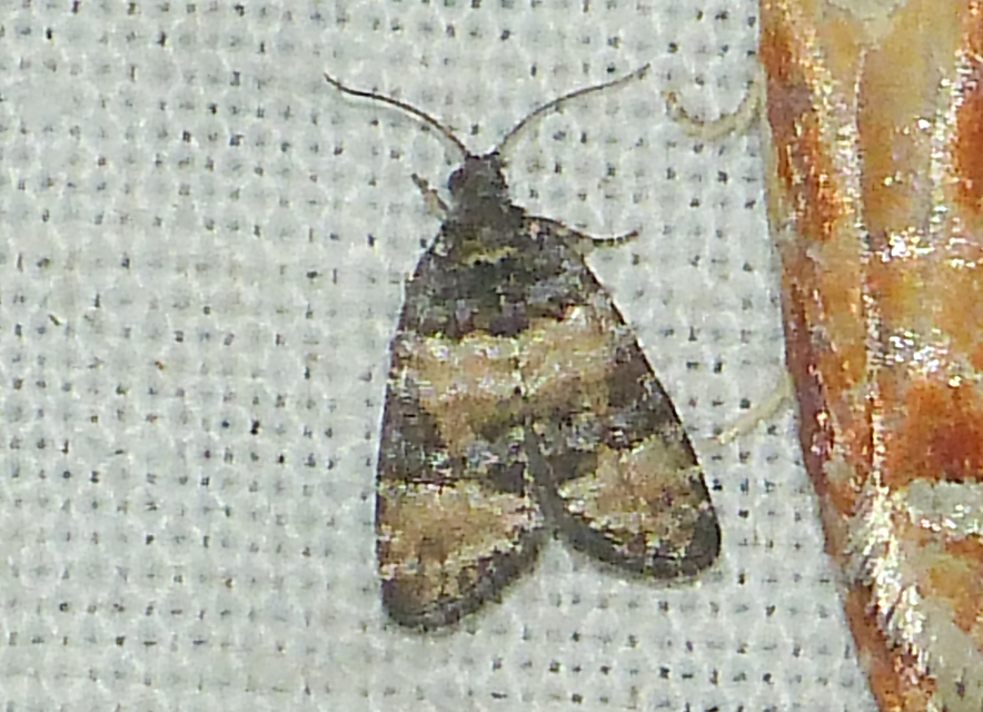 Piniphila bifasciana - tobozrágó tükrösmoly
