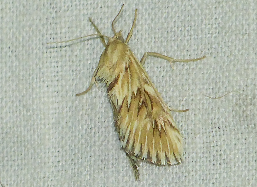 Cynaeda dentalis - gyakori ciframoly