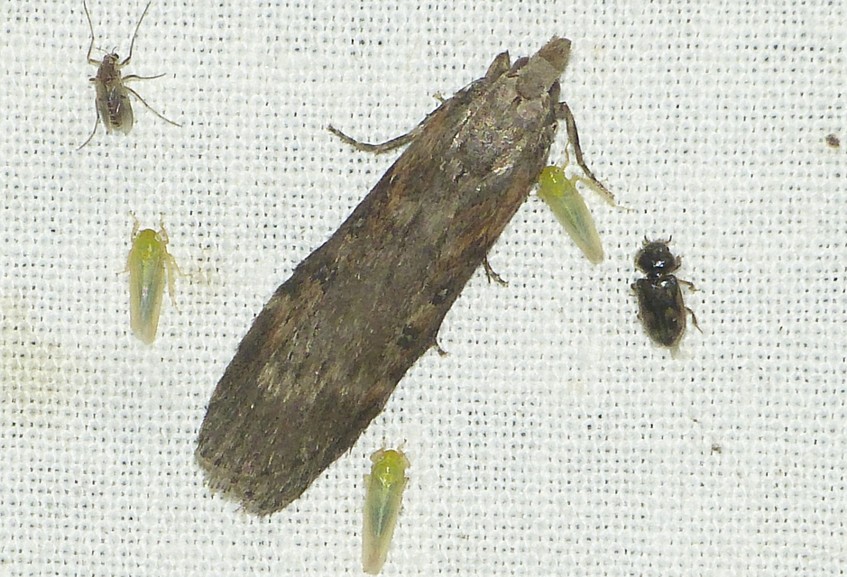 Lamoria anella - törmelékmoly