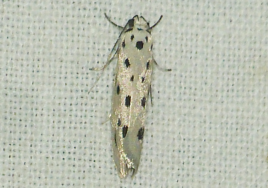 Ethmia dodecea - tízpettyes feketemoly