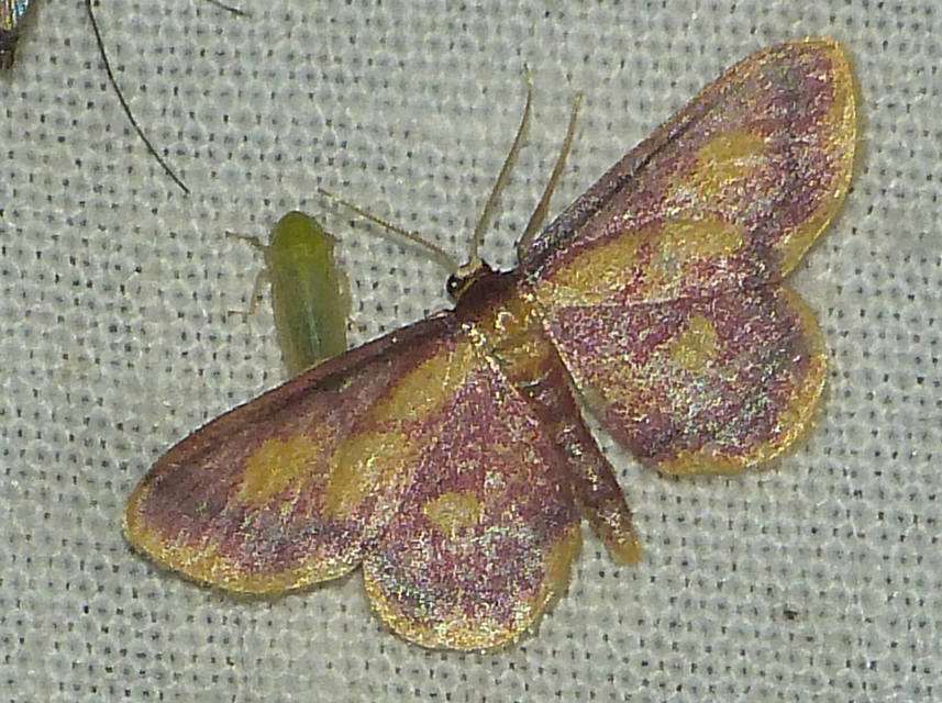 Idaea muricata - mocsári pirosaraszoló