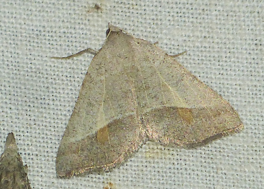 Macaria artesiaria - ibolyásszürke araszoló