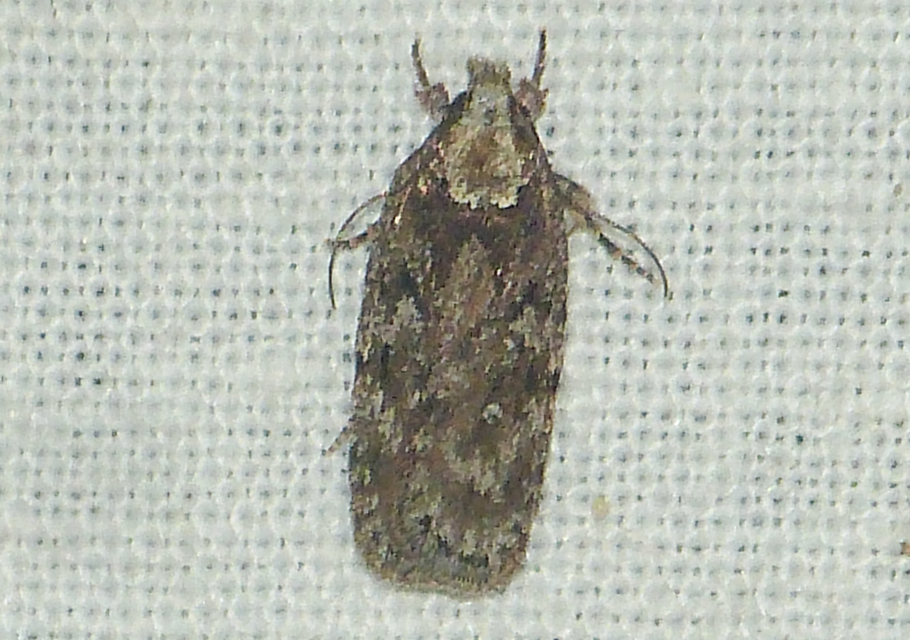 Depressariidae - laposmolyfélék