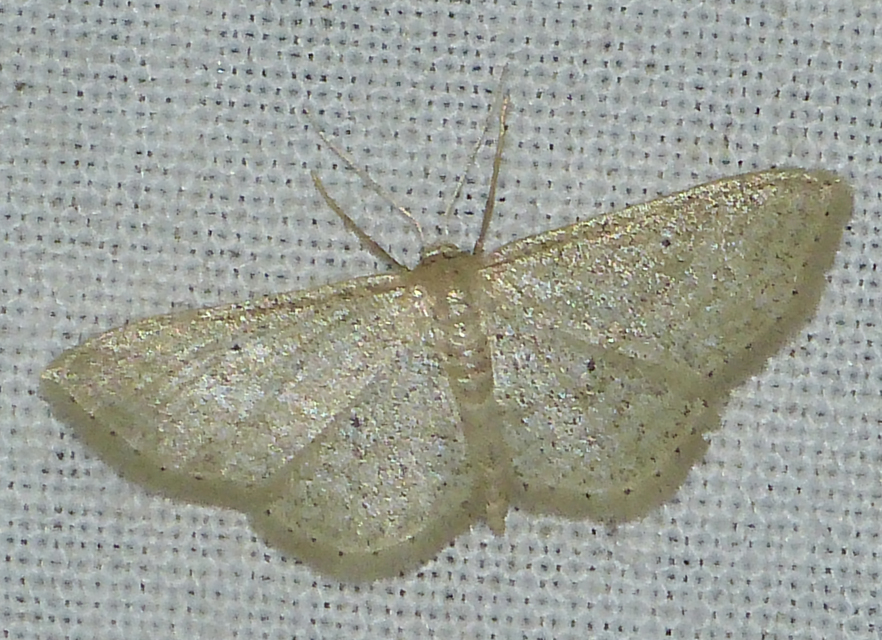 Idaea sylvestraria - szürke sávosaraszoló
