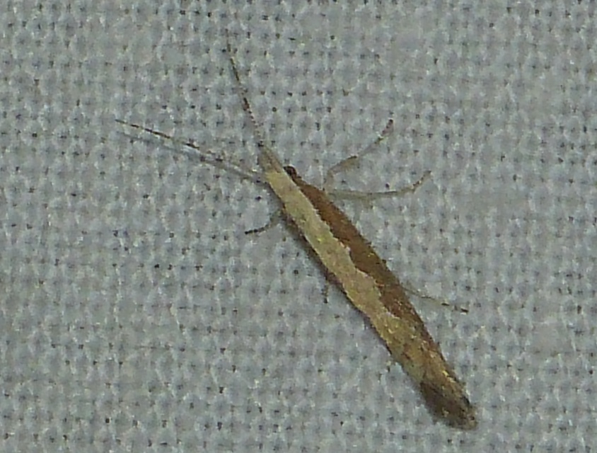Plutella xylostella - káposztamoly