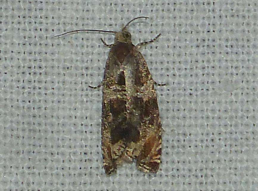 Celypha