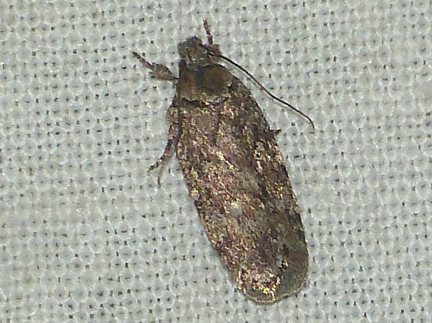 Depressariidae - laposmolyfélék