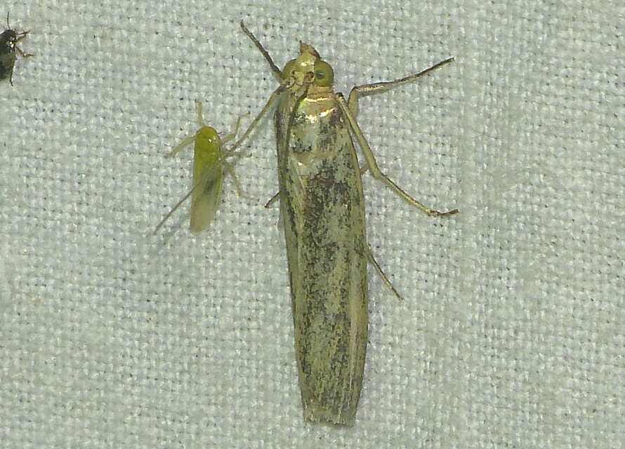 Selagia argyrella - ezüstös karcsúmoly