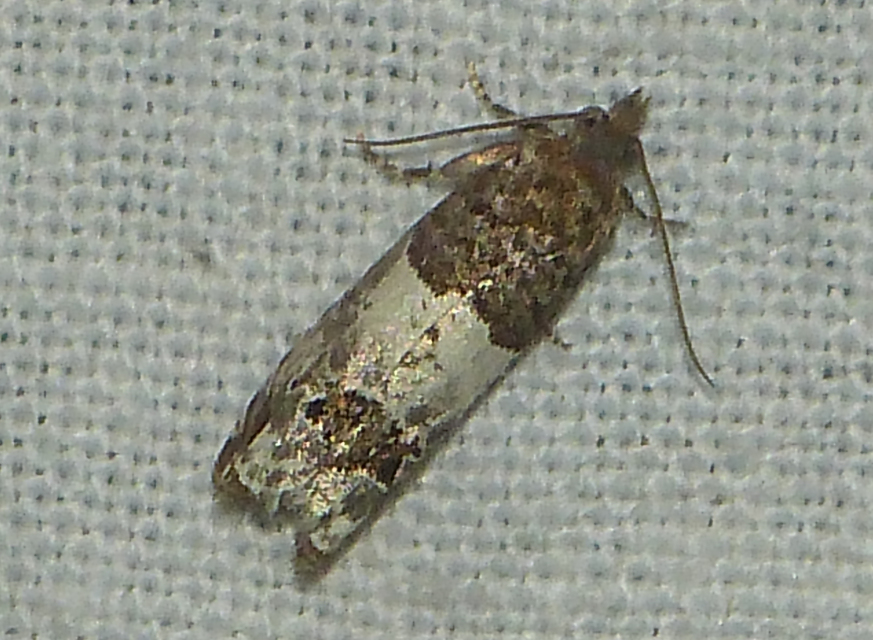 Notocelia