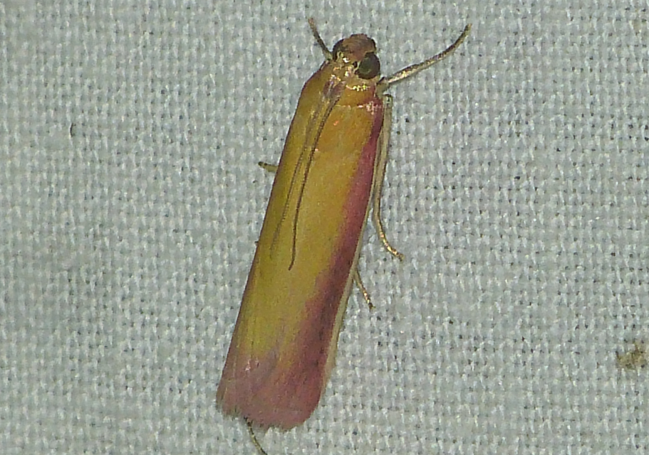 Oncocera semirubella - lucernamoly