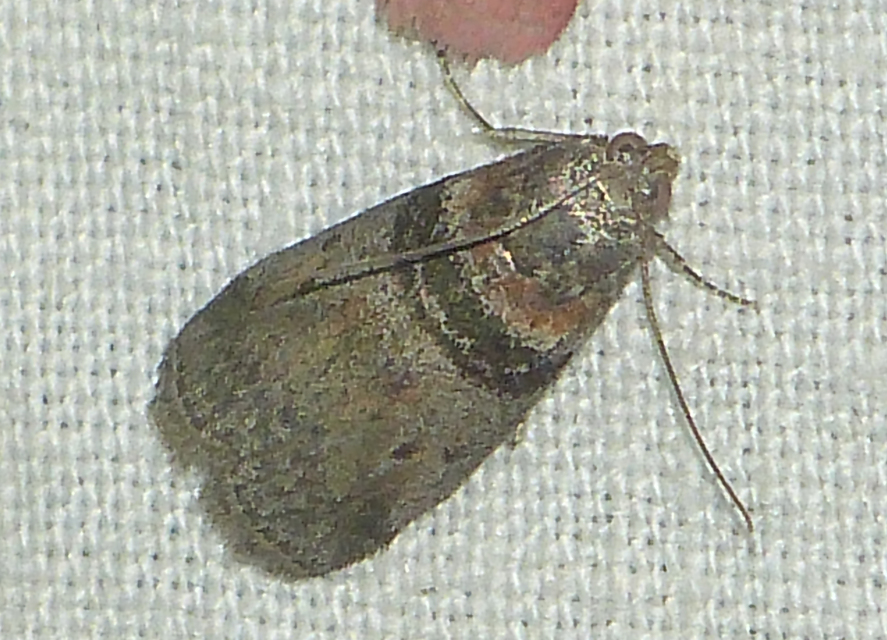 Sciota