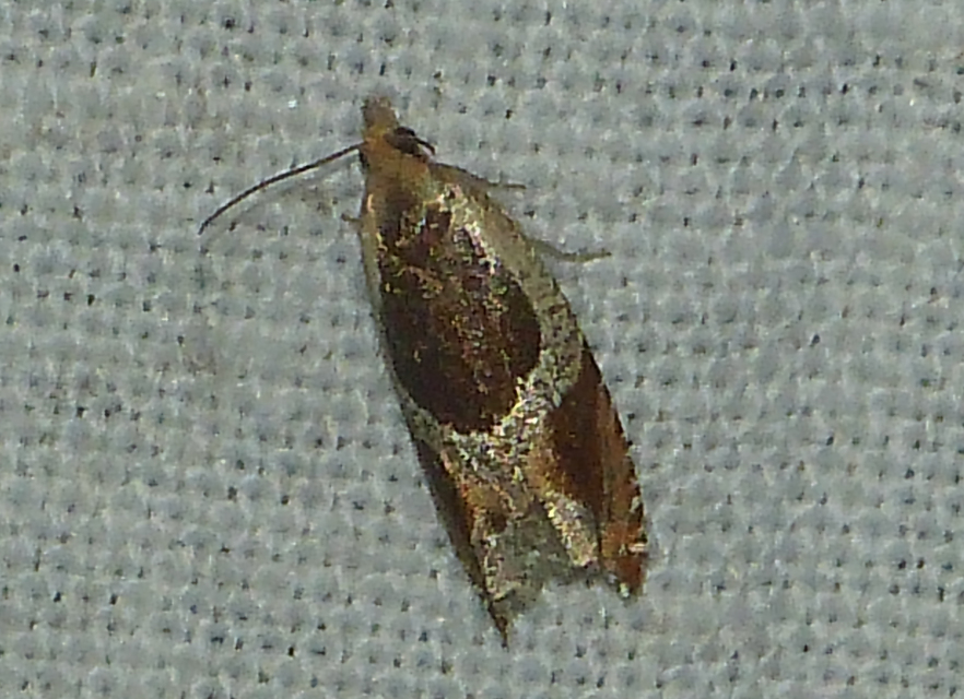Ancylis unculana - szedersodró horgasmoly
