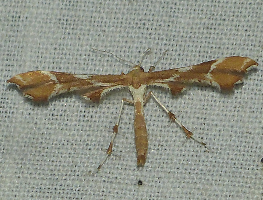 Cnaemidophorus rhododactyla - rózsabogyó-tollasmoly