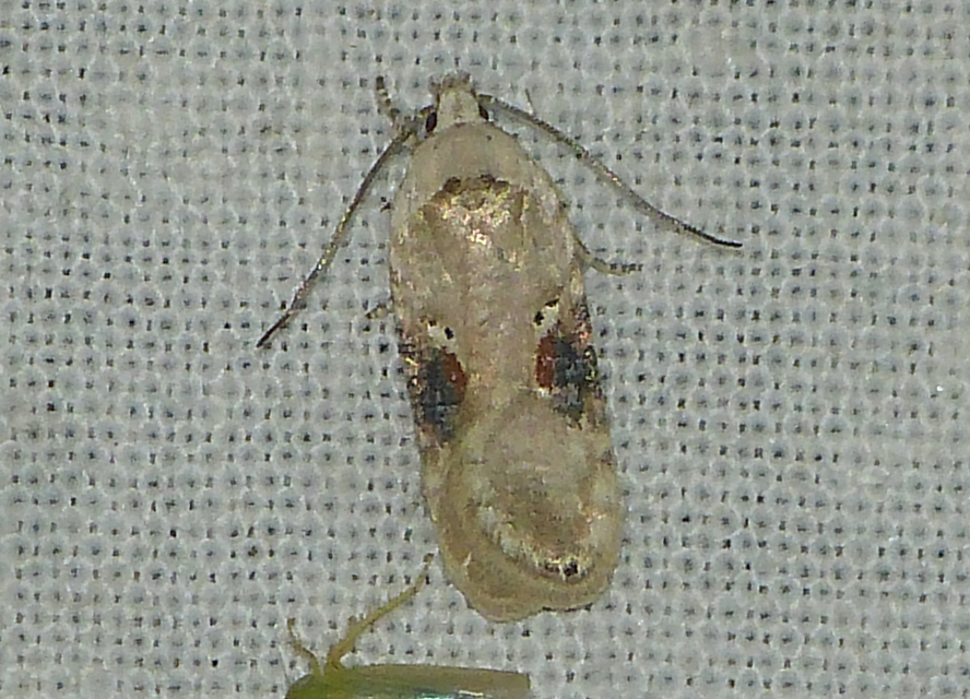 Agonopterix alstromeriana - bürök-laposmoly