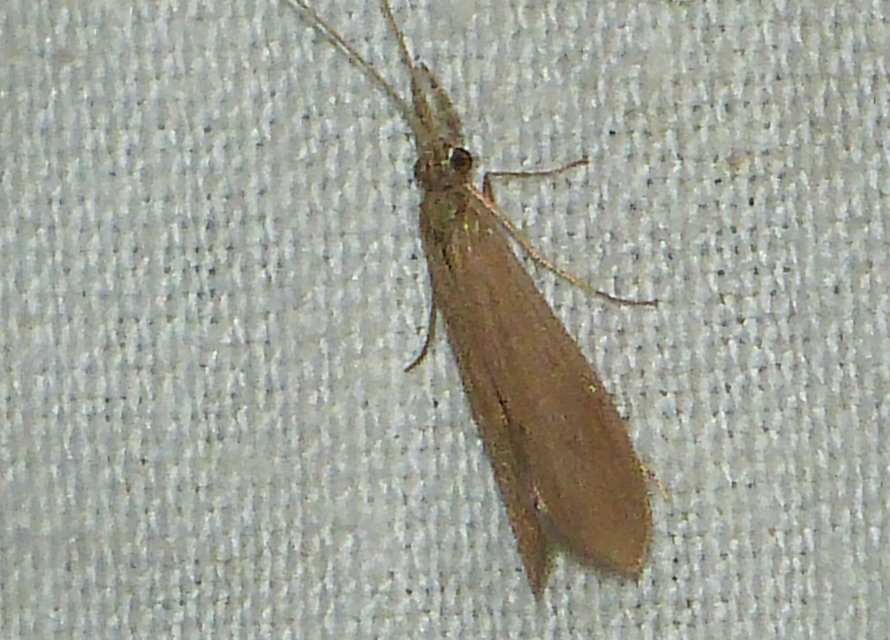 Trichoptera - Tegzesek