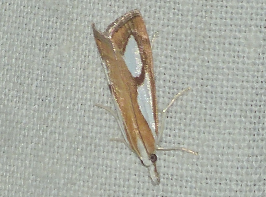 Catoptria pinella - ezüstös fűgyökérmoly