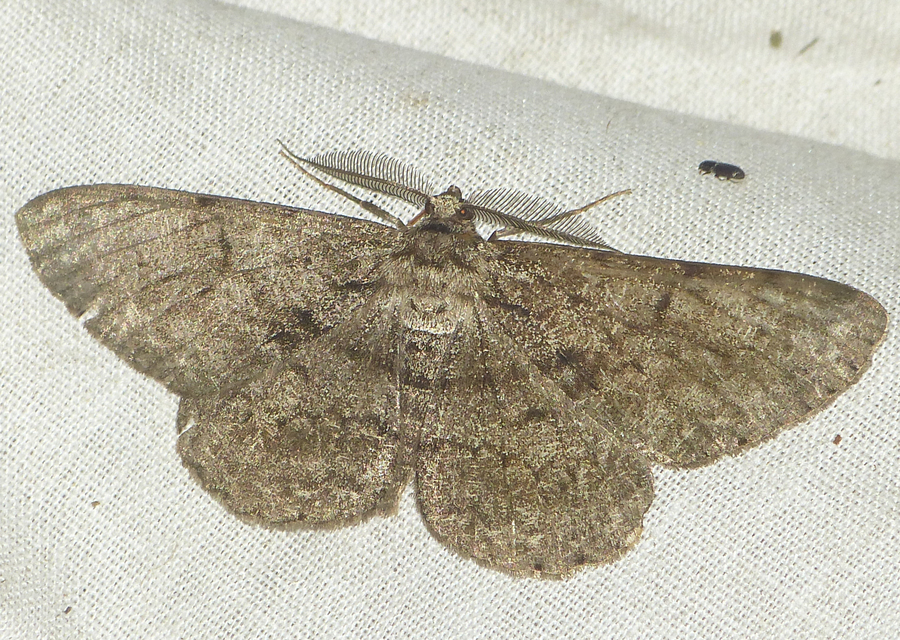 Hypomecis roboraria - nagy tölgyfaaraszoló