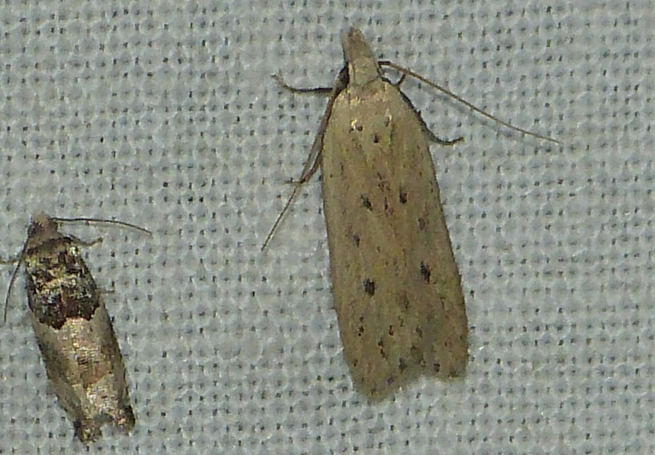 Nothris verbascella - okkersárga sarlósmoly