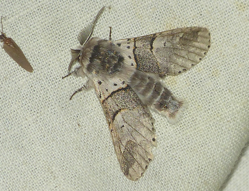Furcula bifida - kis púposszövő