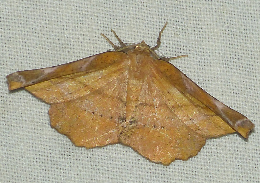 Apeira syringaria - orgona-araszoló