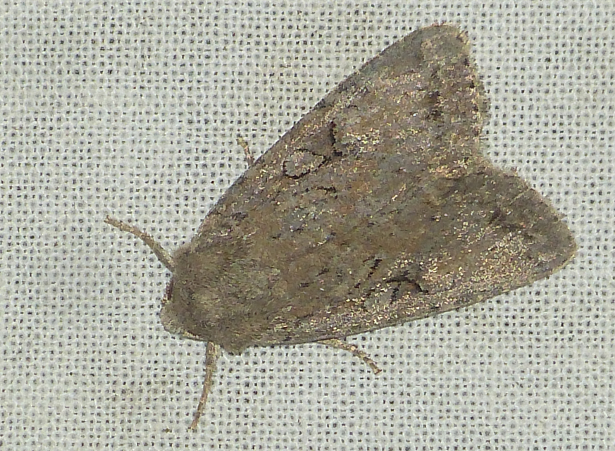 Apterogenum ypsillon - ipszilon-erdeibagoly