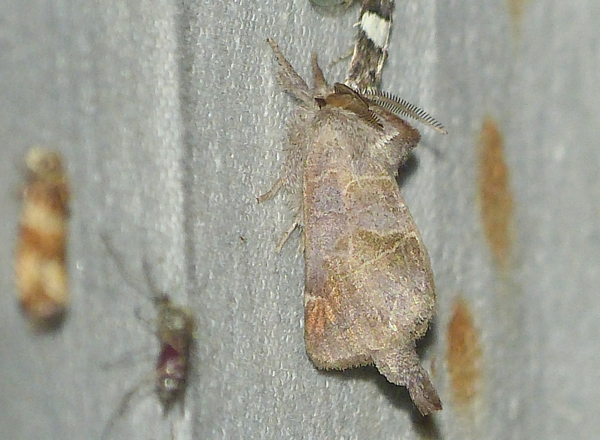 Clostera pigra - apró levélszövő