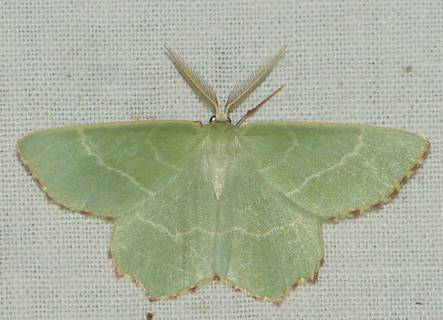 Thalera fimbrialis - csipkésszélű zöldaraszoló