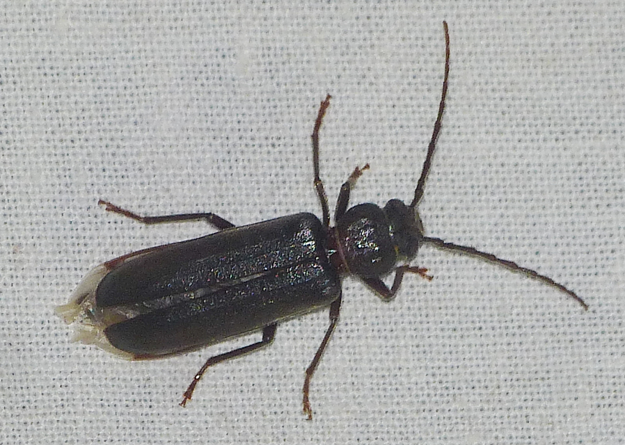 Arhopalus rusticus - gödrösnyakú cincér