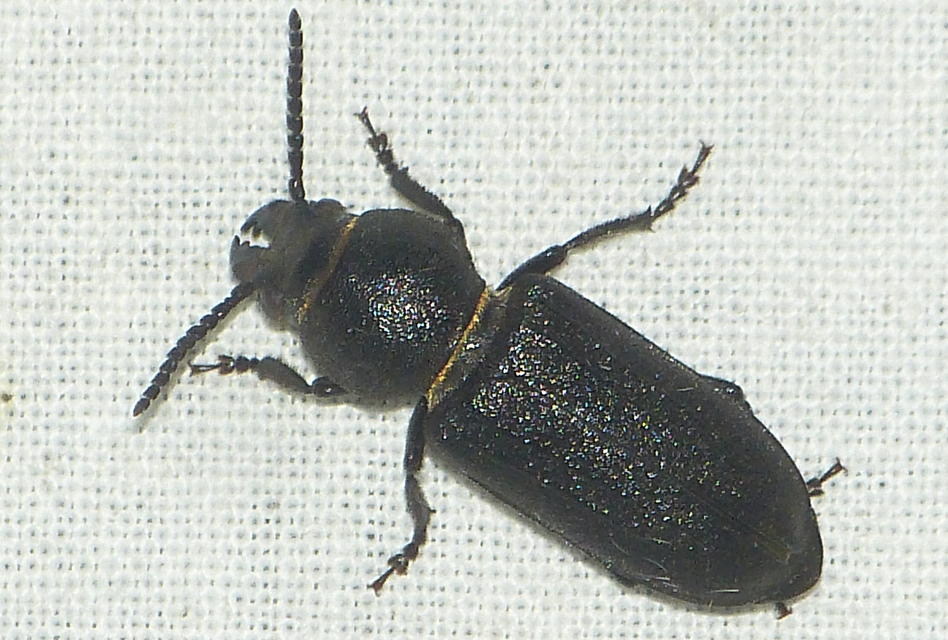 Spondylis buprestoides - erdei félcincér