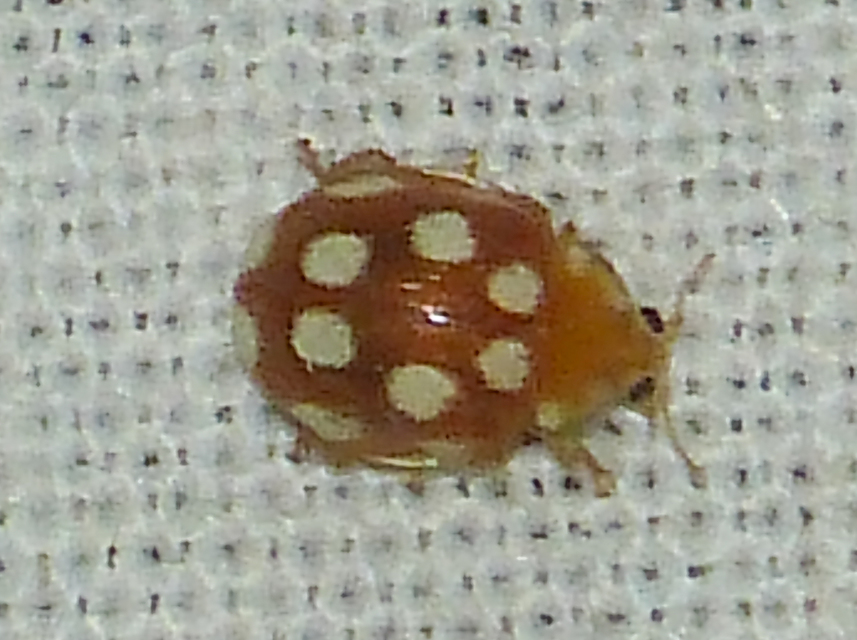 Vibidia duodecimguttata - tizenkétcseppes füsskata