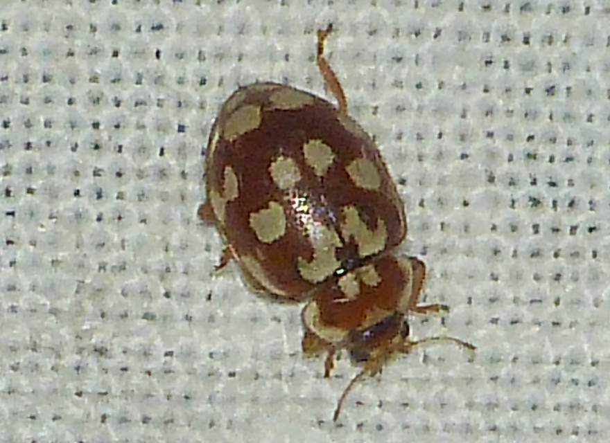 Myrrha octodecimguttata - tizennyolccseppes füsskata