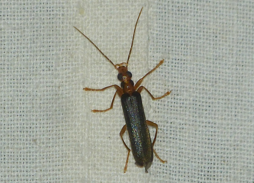 Nacerdes carniolica - karnóliai álcincér