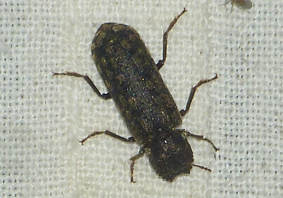 Lichenophanes varius - tarka csuklyásszú