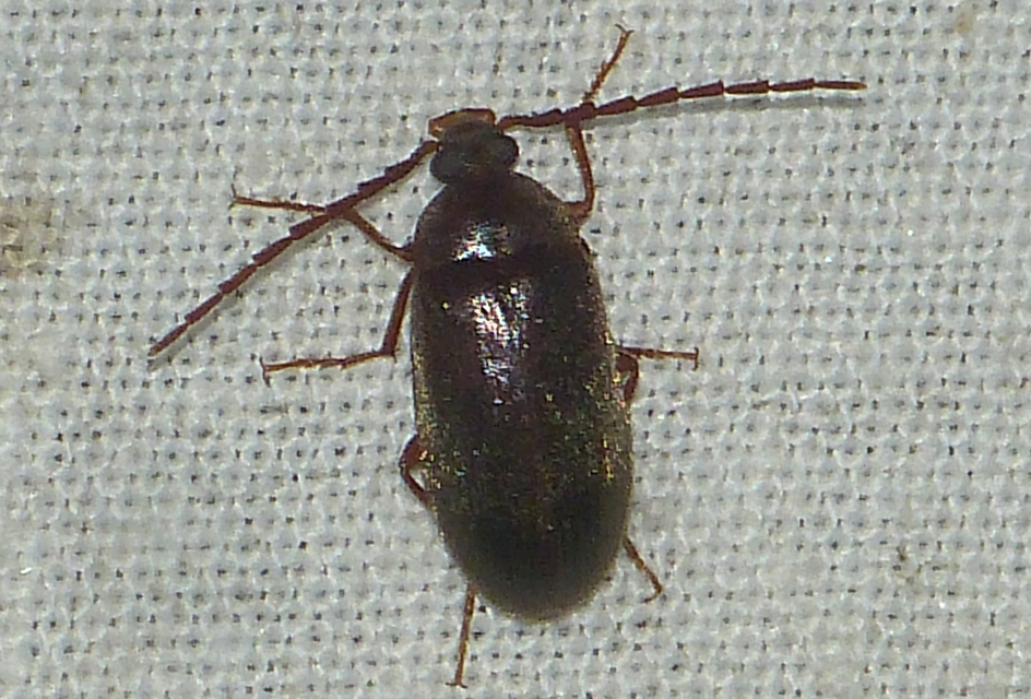Hymenalia rufipes - rőtlábú alkonybogár
