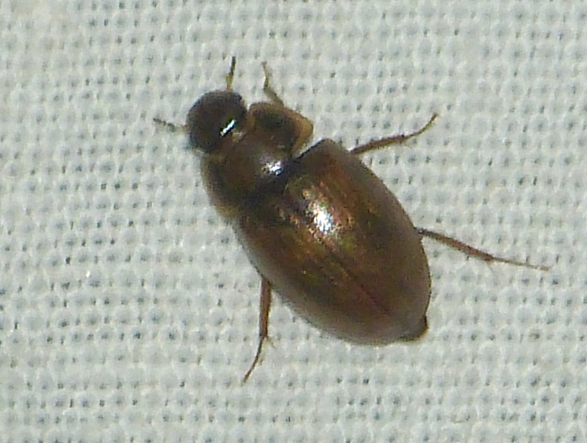 Enochrus bicolor - alföldi fakócsibor