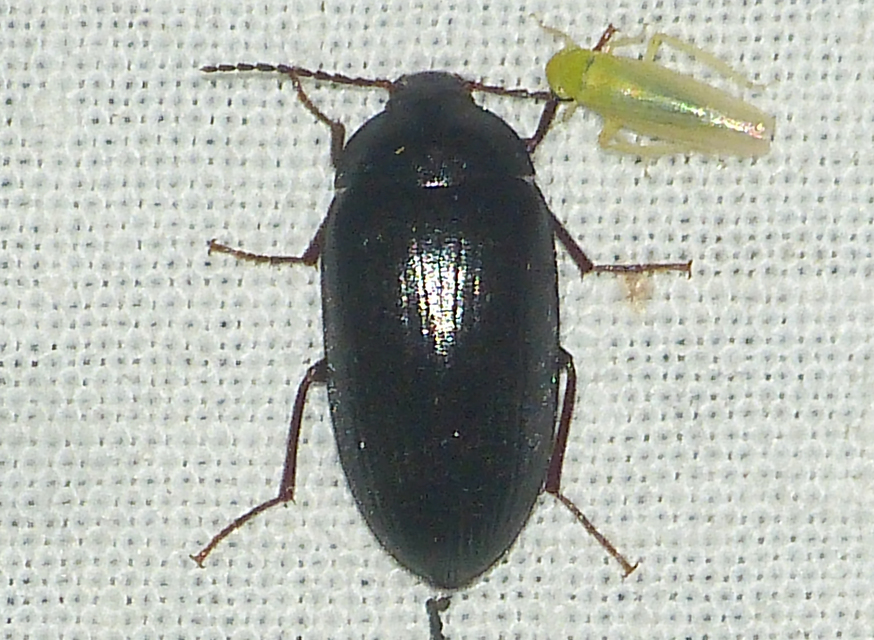 Prionychus melanarius - komor alkonybogár
