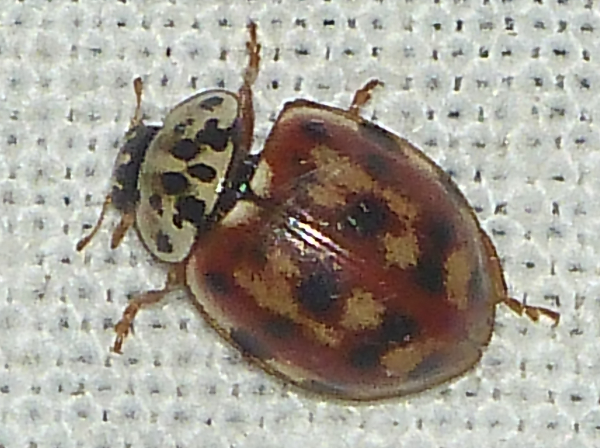Harmonia quadripunctata - négypettyes katica